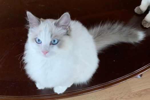 ragdoll kitten for sale the pacific northwest