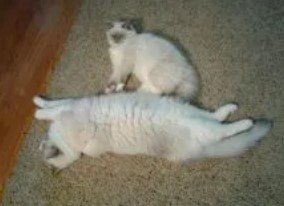 ragdoll kittens for sale Seattle