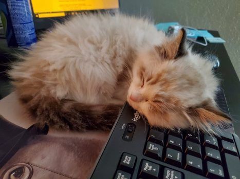 Portland Oregon ragdoll kitten for sale