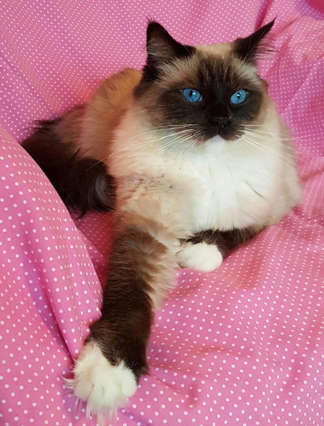 Seal Ragdoll Breeder Idaho