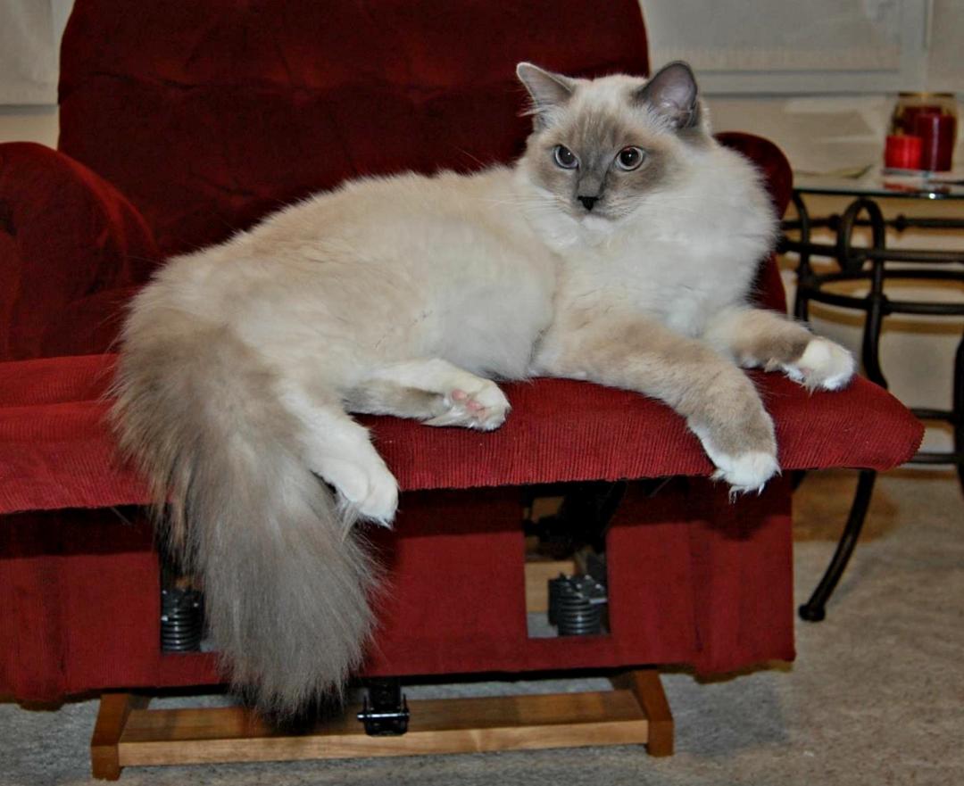 blue mitted rag doll