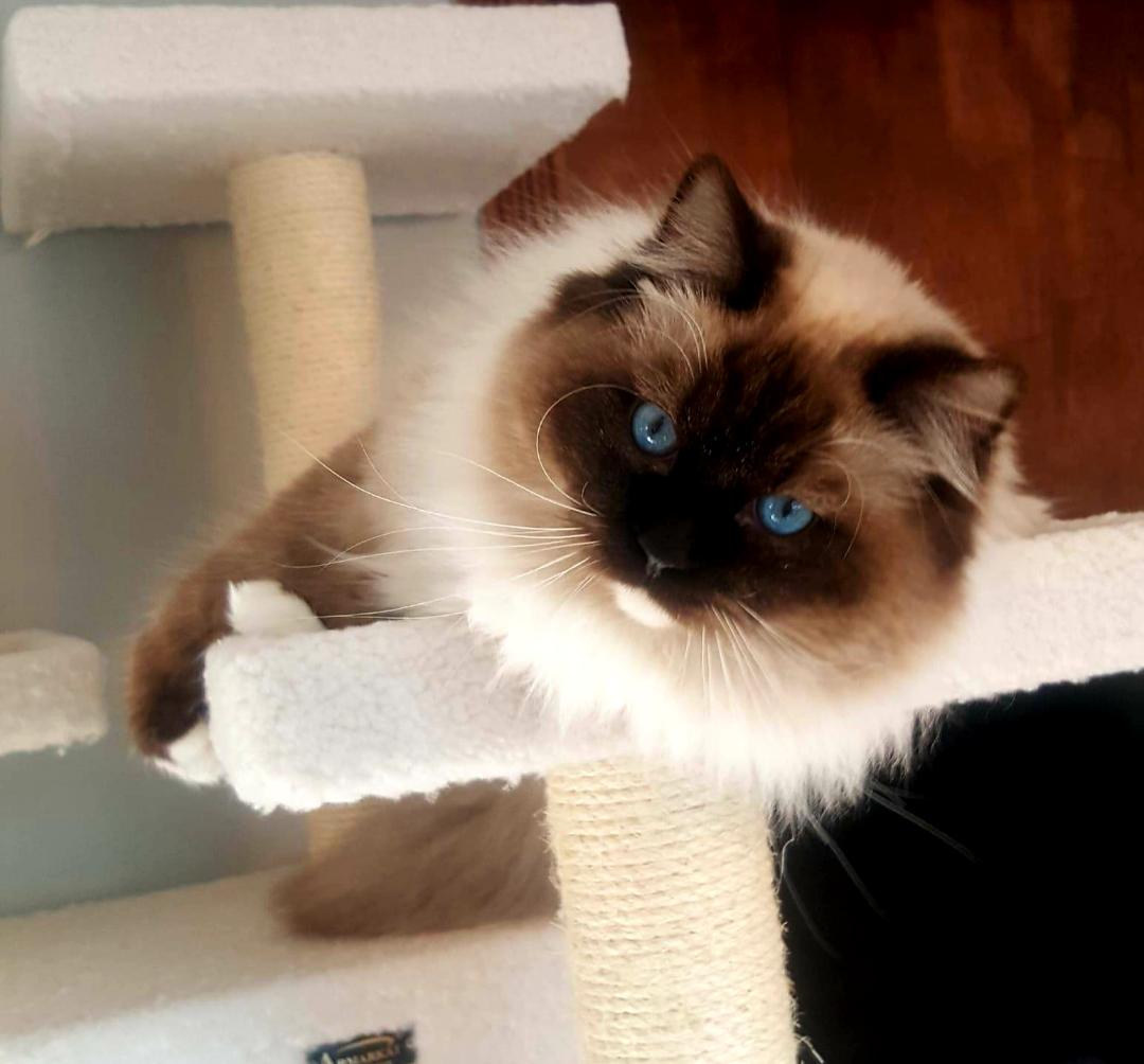Ragdoll breeder near me