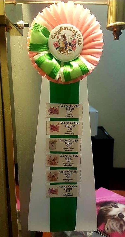 Champion ragdolls for sale