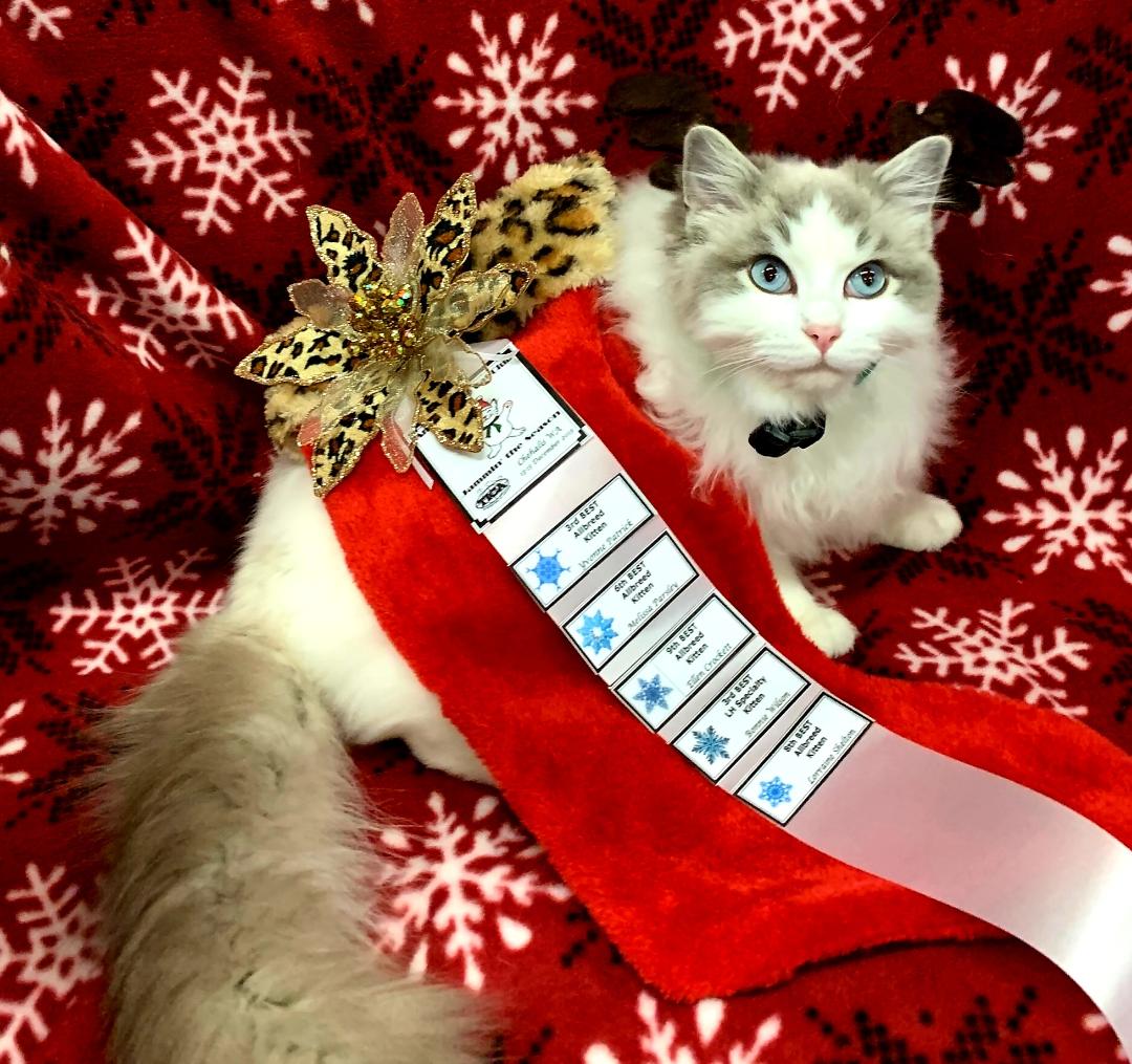 Blue bicolor Ragdoll Montana