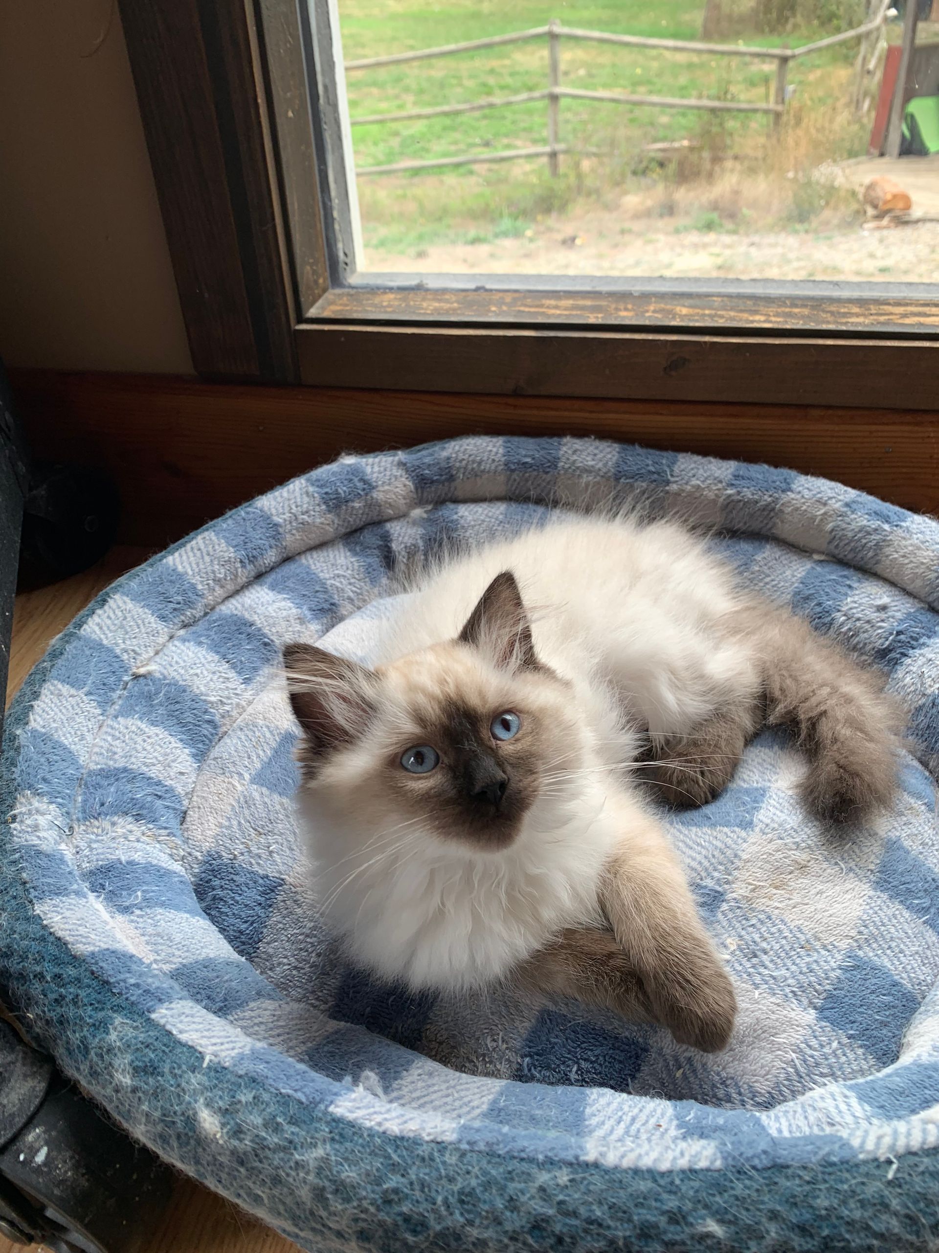 Ragdoll cats for sale