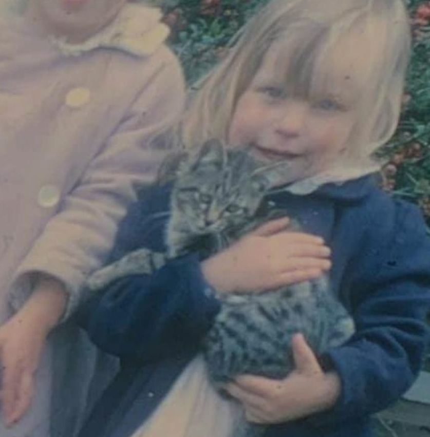 ragdoll kittens near me