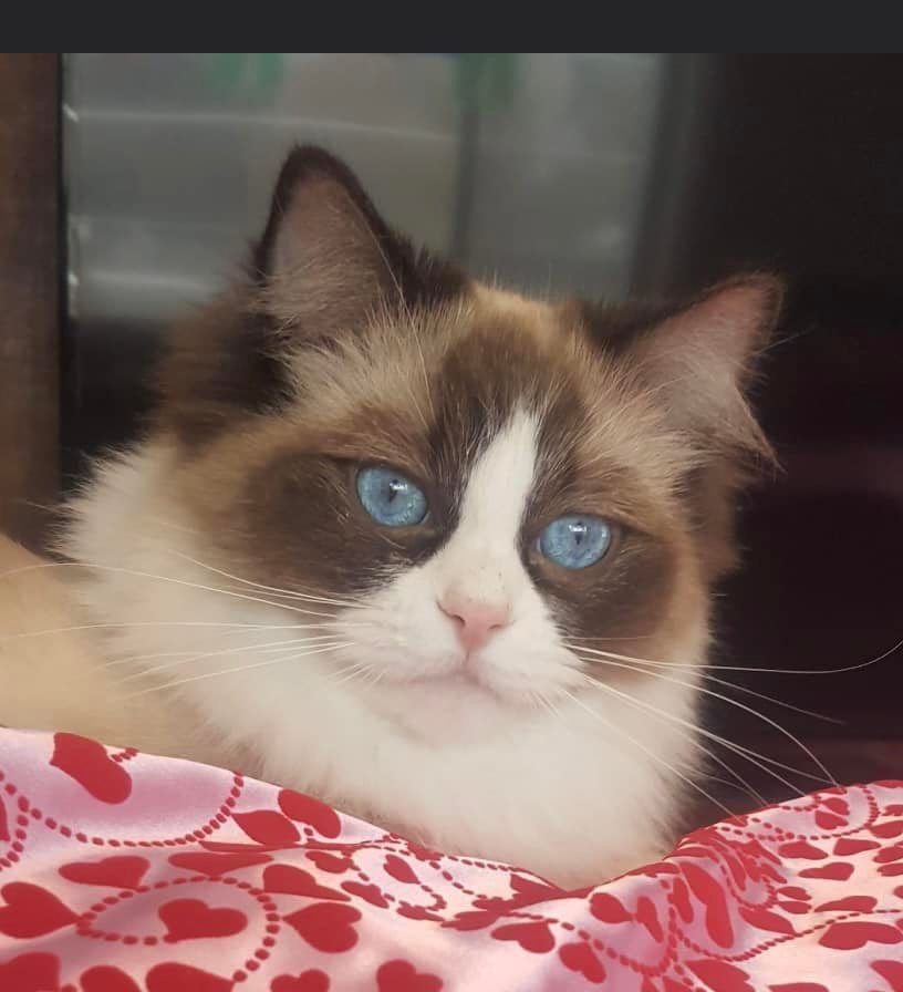 Ragdolls for sale