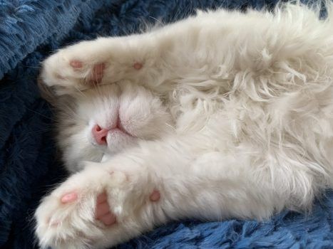 Lake Oswego Ragdoll kittens for sale