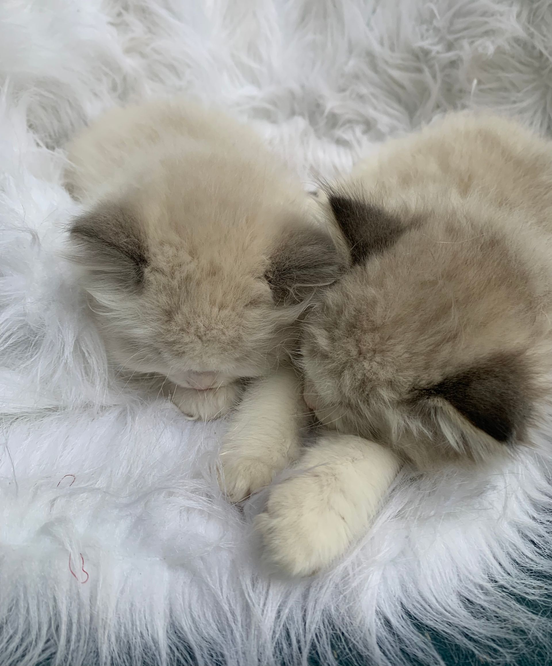 Ragdoll-kittens-for-sale