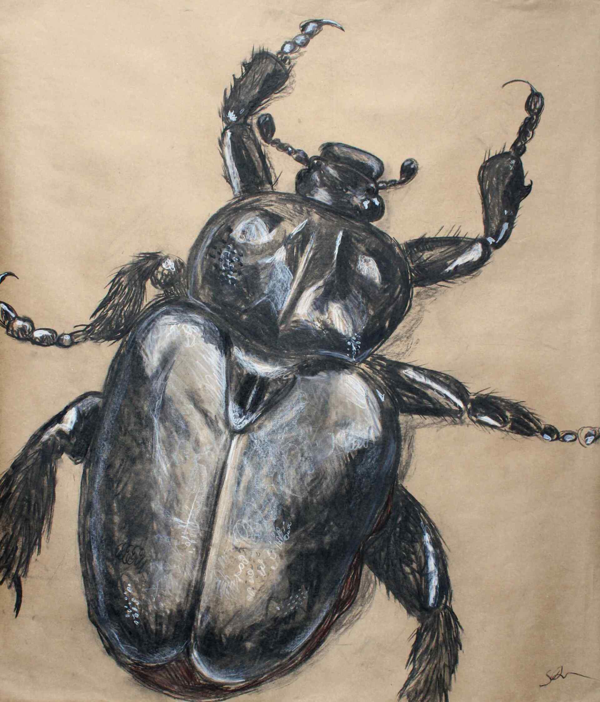 Käfer auf Packpapier