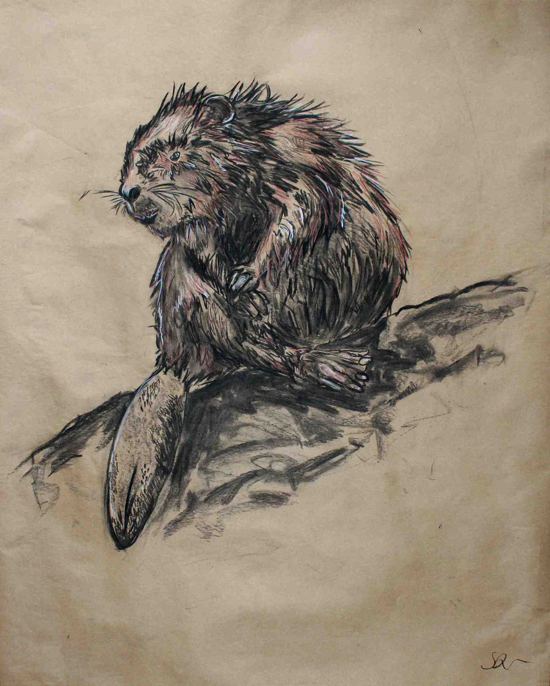 Bieber auf Packpapier