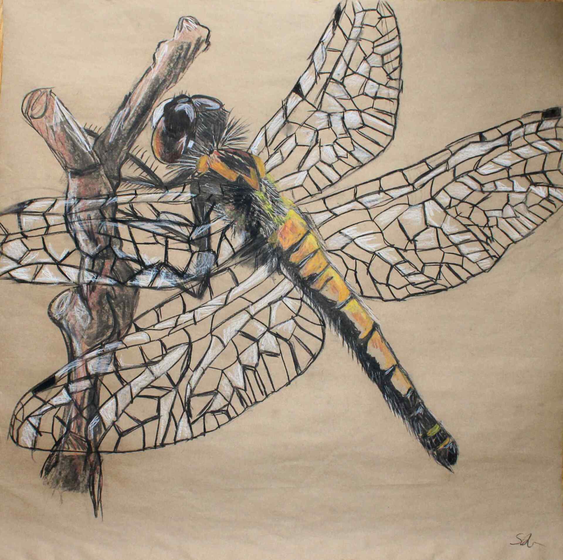 Libelle auf Packpapier