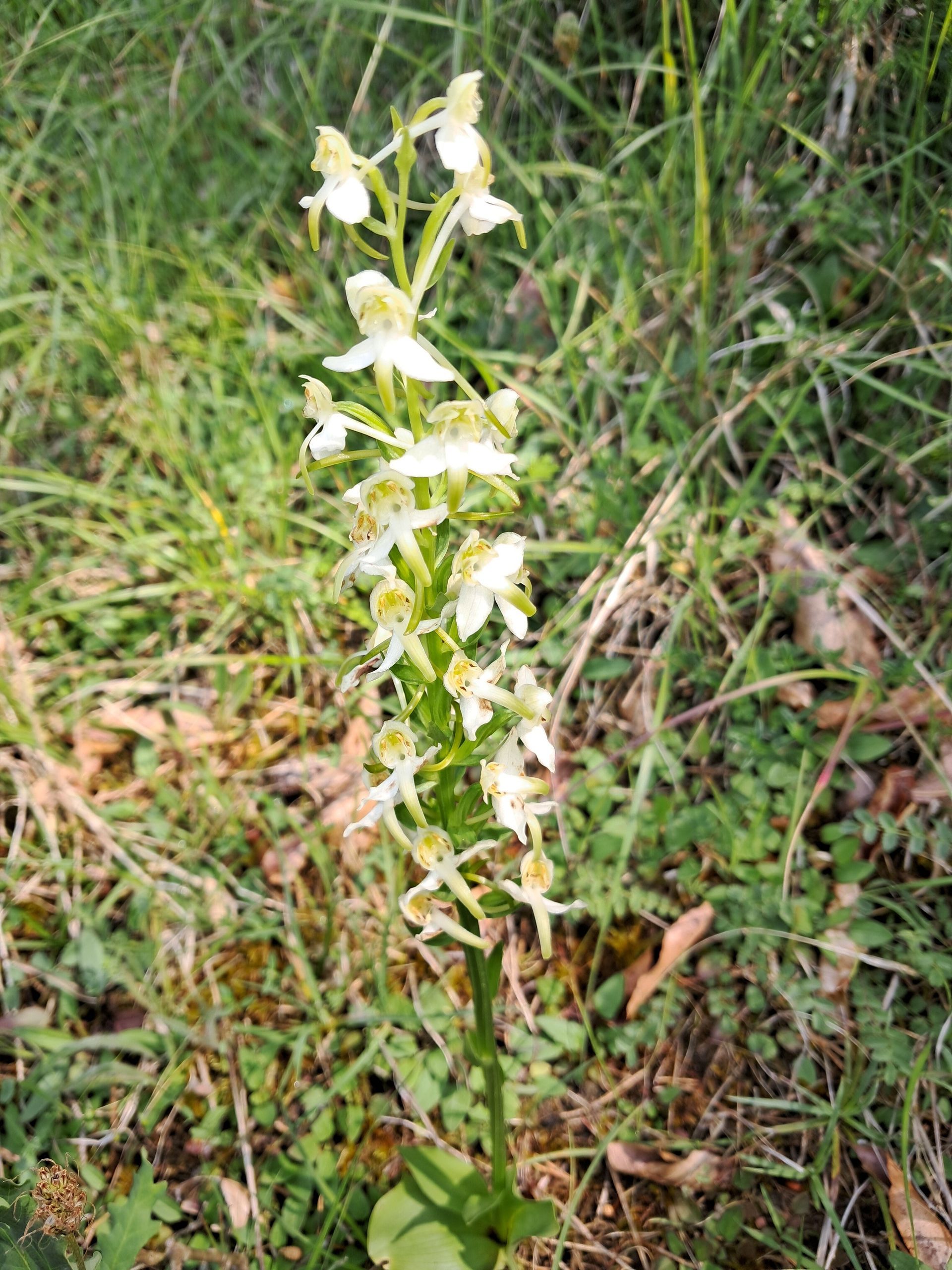 Grüne Waldhyazinthe | Eifel