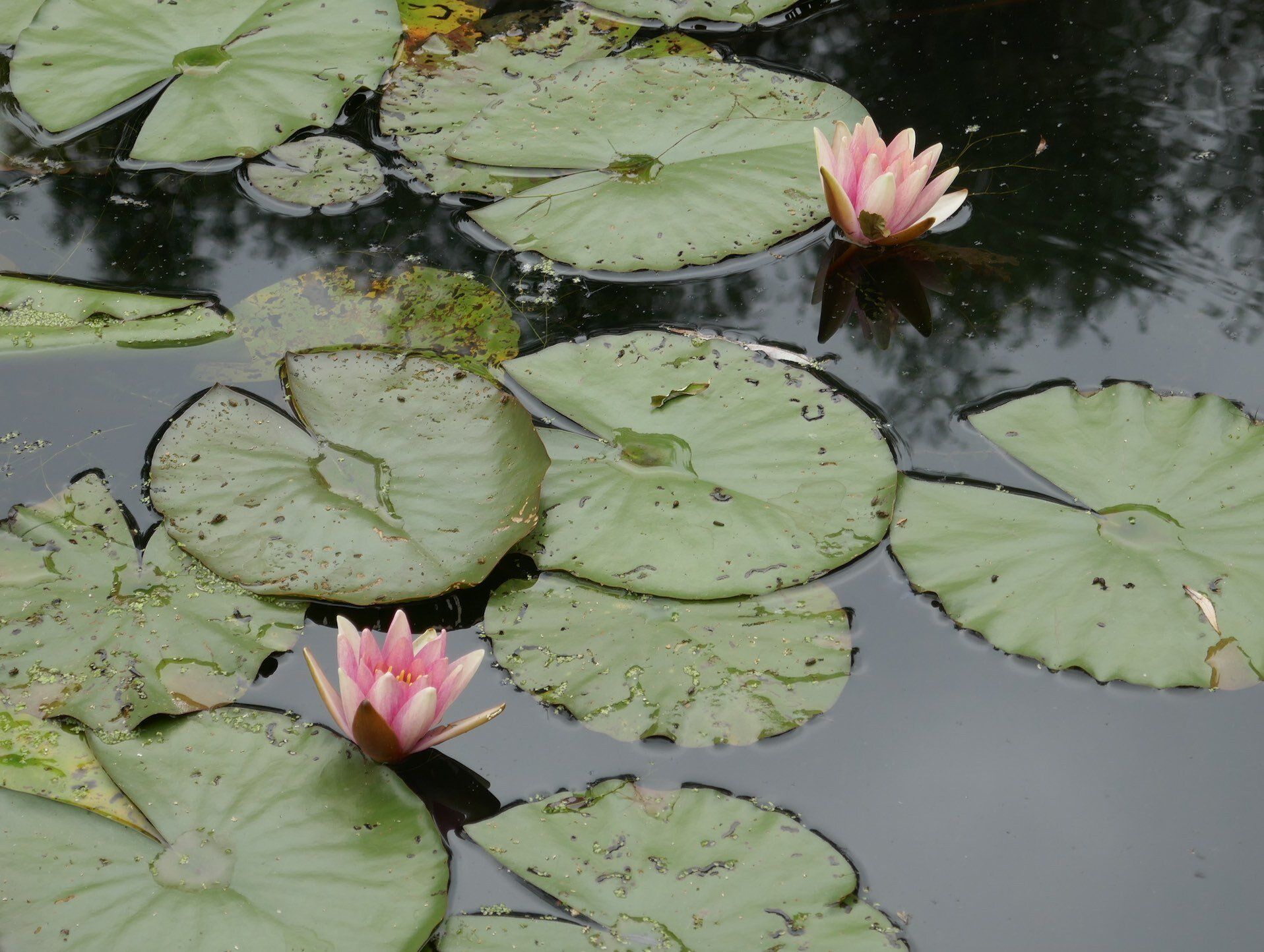 Copyright:  Maison et jardins de Claude Monet Giverny