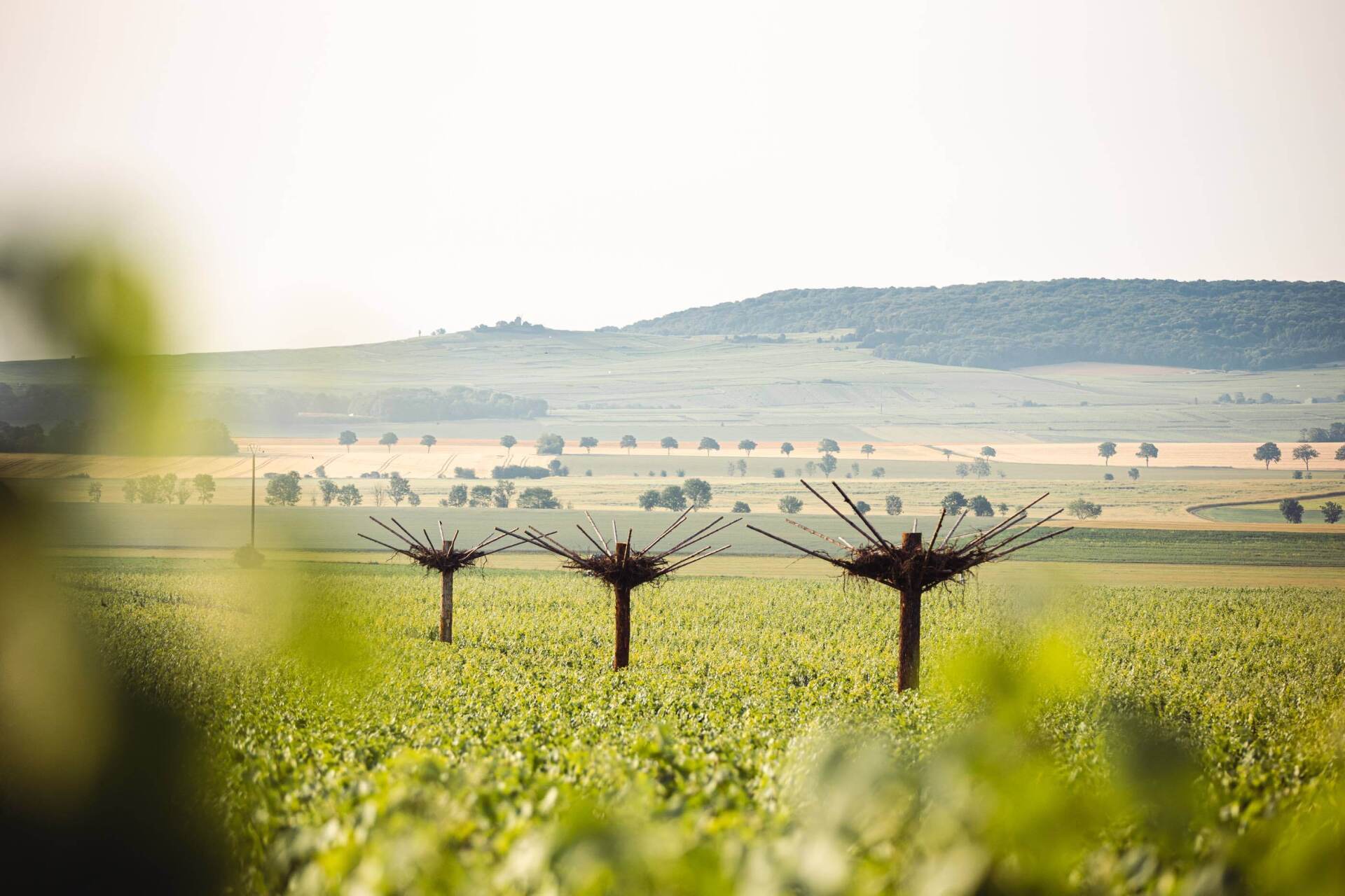 HABITATS - Ruinart, Nils-Udo ©Copyright MATHIEU BONNEVIE Alethea Magazine