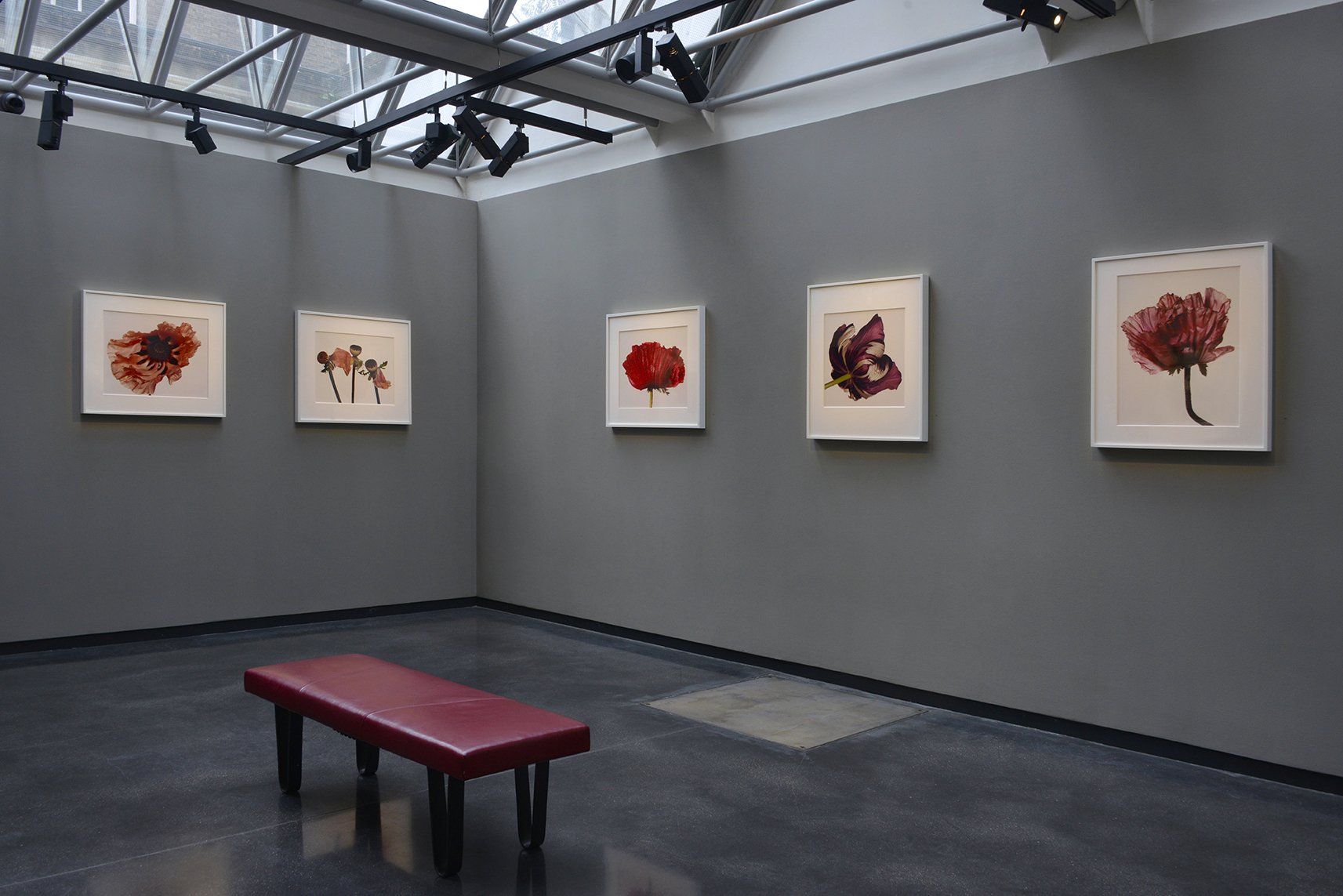 Richard Learoyd & Irving Penn exhibition at Hamiltons Gallery, London ©Hamiltons Gallery Alethea Magazine