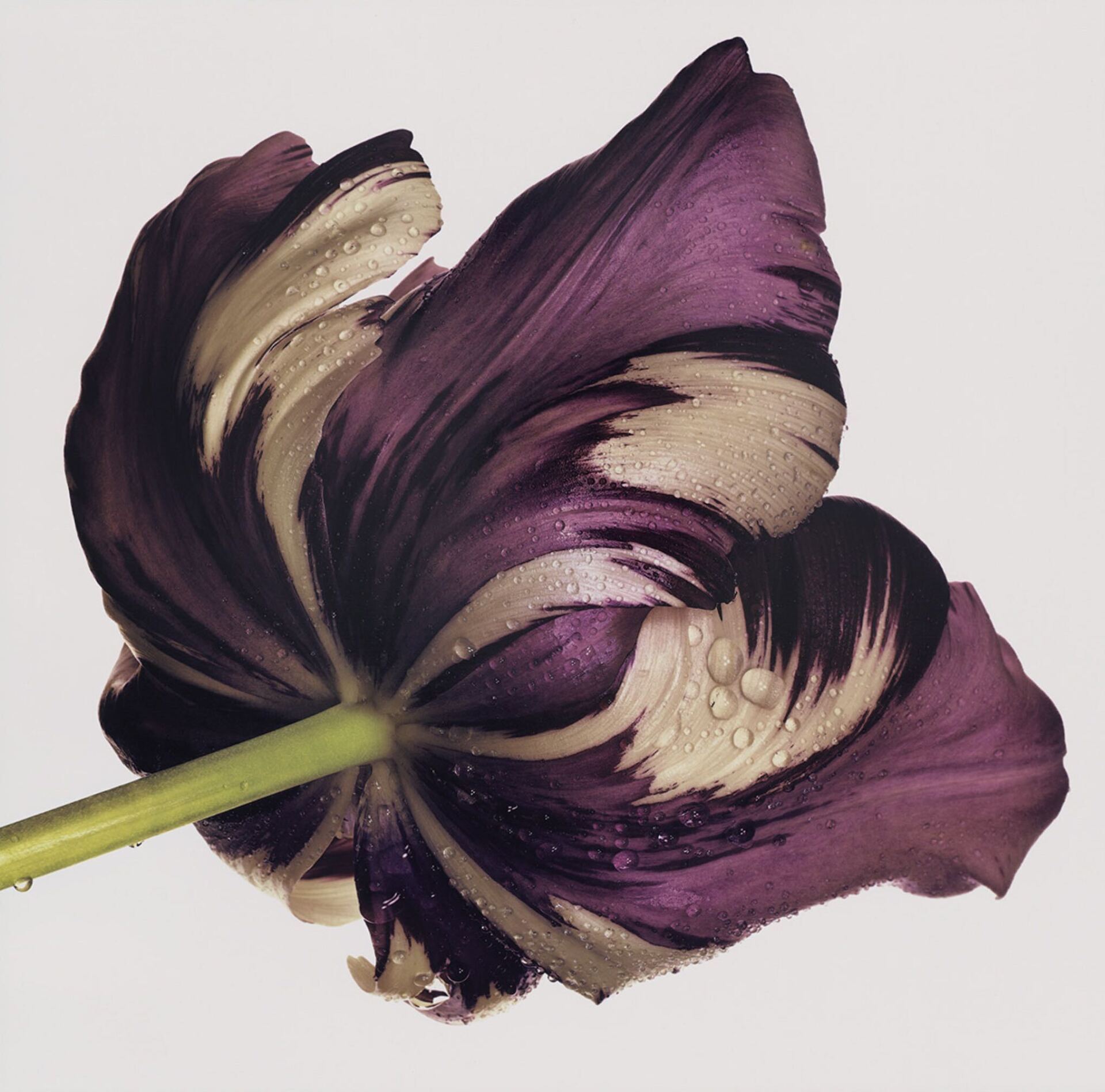 Richard Learoyd & Irving Penn exhibition at Hamiltons Gallery, London ©Hamiltons Gallery Alethea Magazine