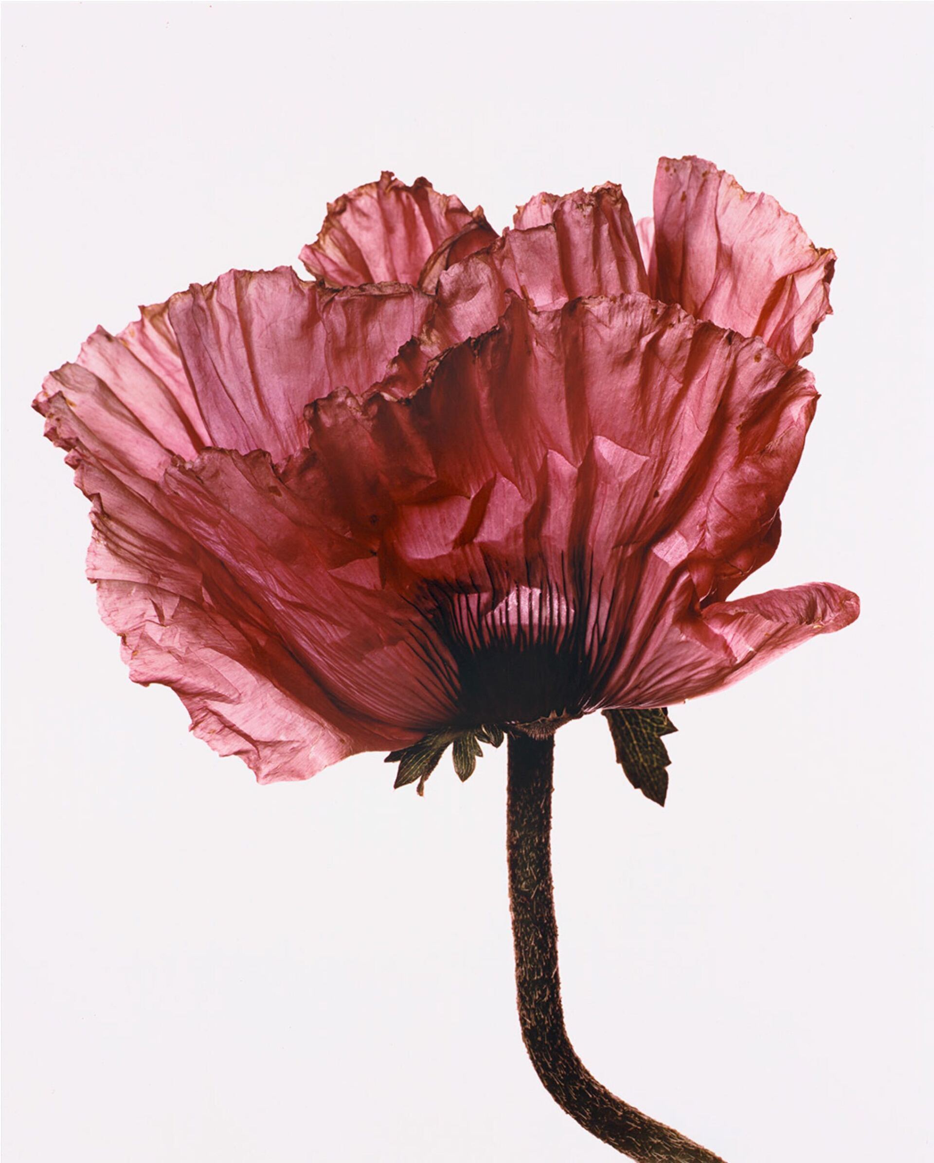 Richard Learoyd & Irving Penn exhibition at Hamiltons Gallery, London ©Hamiltons Gallery Alethea Magazine