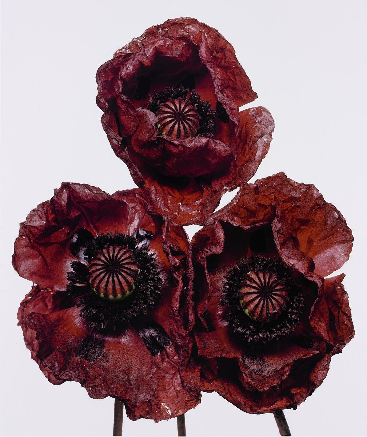 Richard Learoyd & Irving Penn exhibition at Hamiltons Gallery, London ©Hamiltons Gallery Alethea Magazine