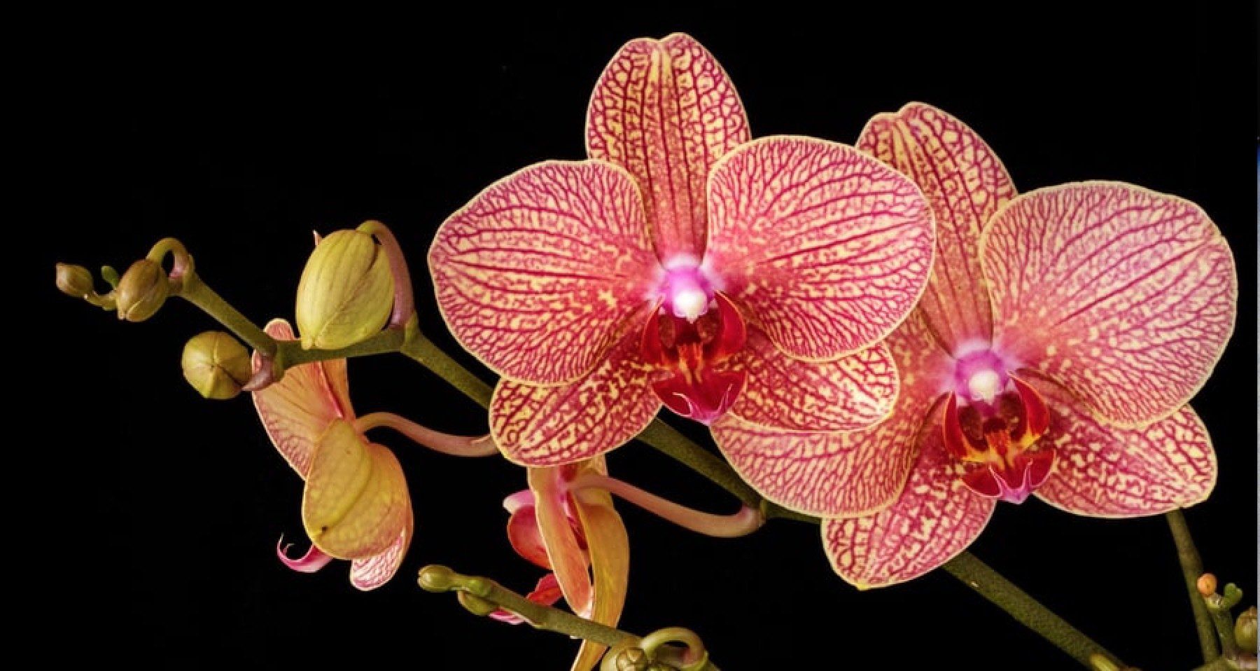 Singapore Garden Festival a magical attraction, showcasing the beauty and magic of landscape and fantasy gardens created by renowned local and international garden luminaries