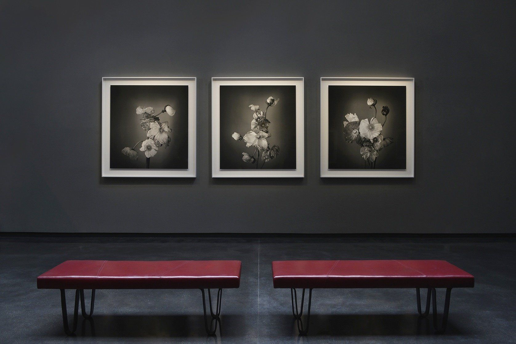 Richard Learoyd & Irving Penn exhibition at Hamiltons Gallery, London ©Hamiltons Gallery Alethea Magazine