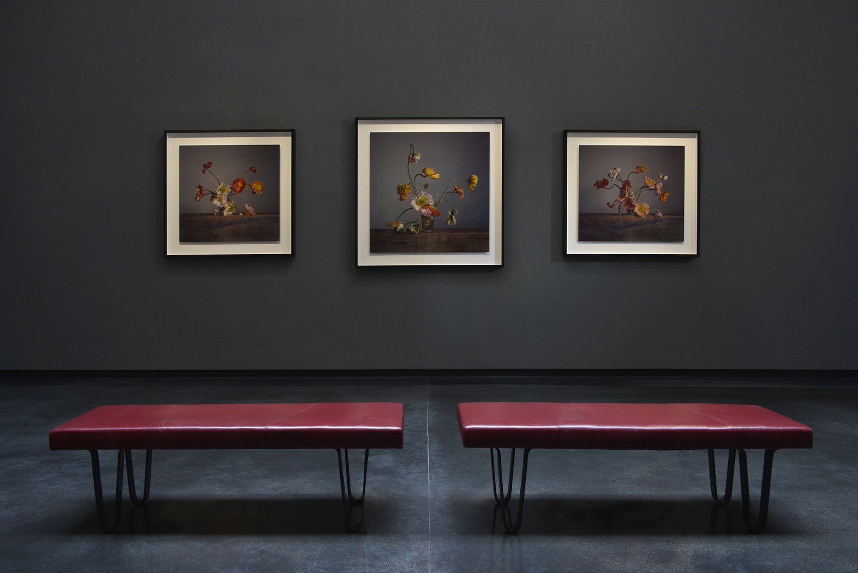 Richard Learoyd & Irving Penn exhibition at Hamiltons Gallery, London ©Hamiltons Gallery Alethea Magazine