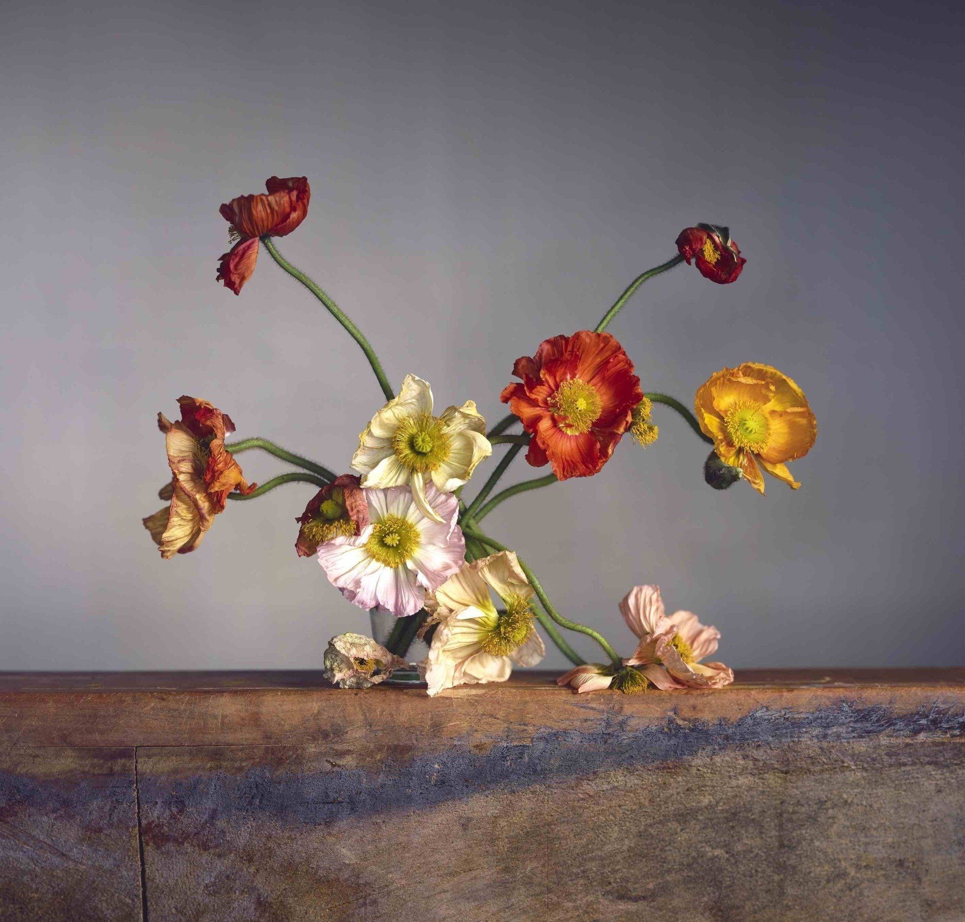 Richard Learoyd & Irving Penn exhibition at Hamiltons Gallery, London ©Hamiltons Gallery Alethea Magazine
