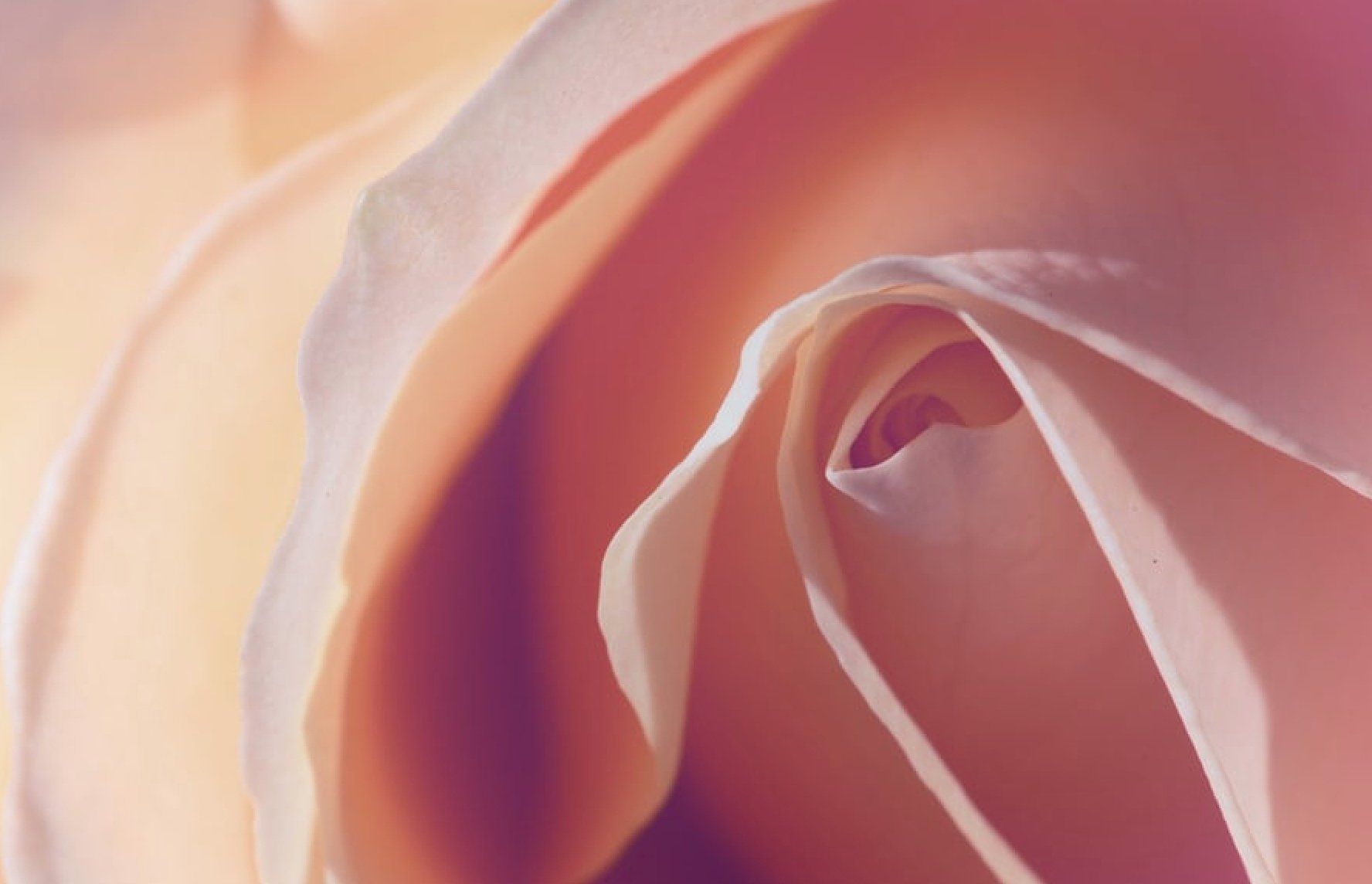 Rose Festival  Amour Fou & Art Magazine