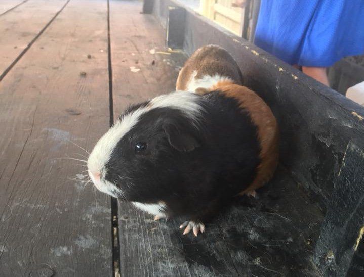 Furry friends Learning about pets