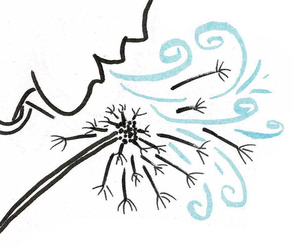 Blowing on a dandelion