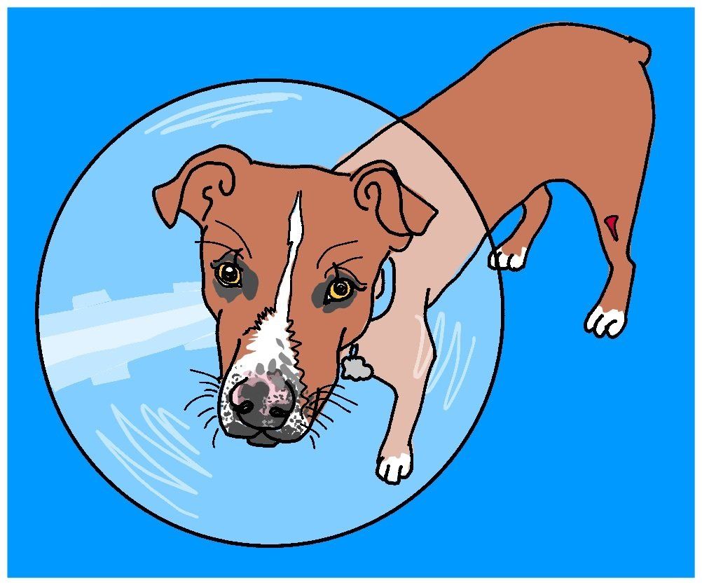 Brown dog with cut on hind leg wearing safety cone