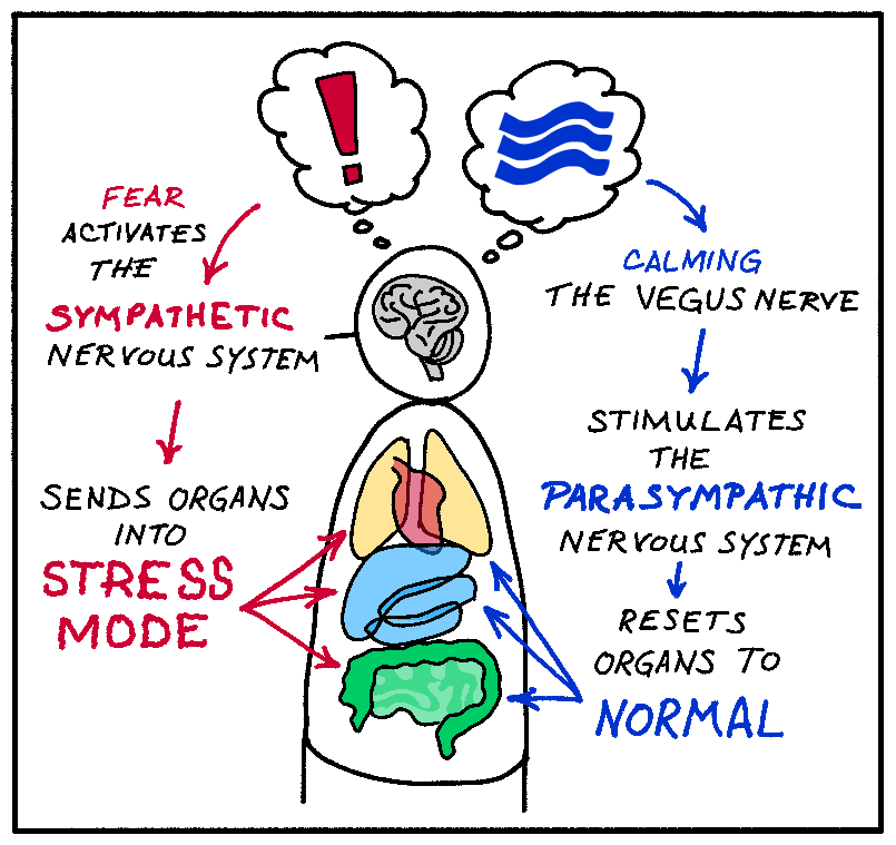 a sketch of a person showing how fear sends the organs into stress mode, while calming the vagus nerve resets the organs to normal