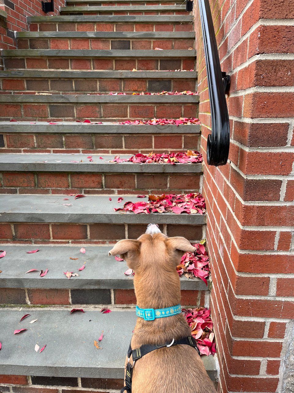 photo of dog looking up outdoor stone and brick staircase. There are red leaves on each step.