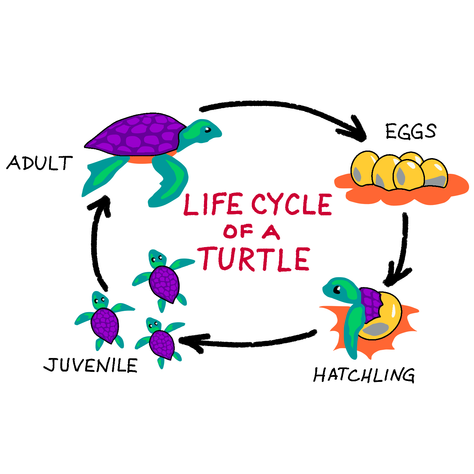 Drawing of the life cycle of a turtle