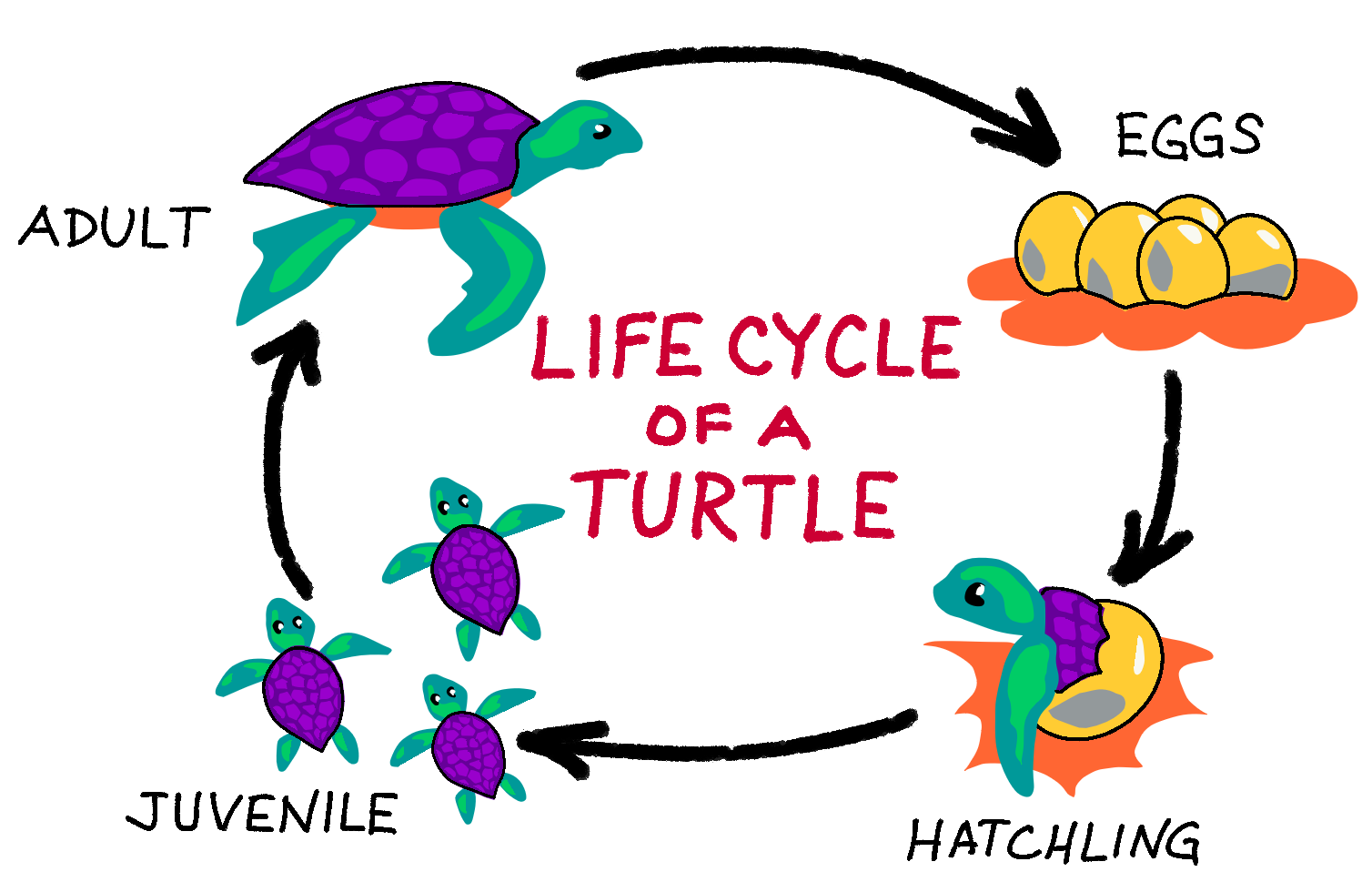 Drawing of the life cycle of a turtle