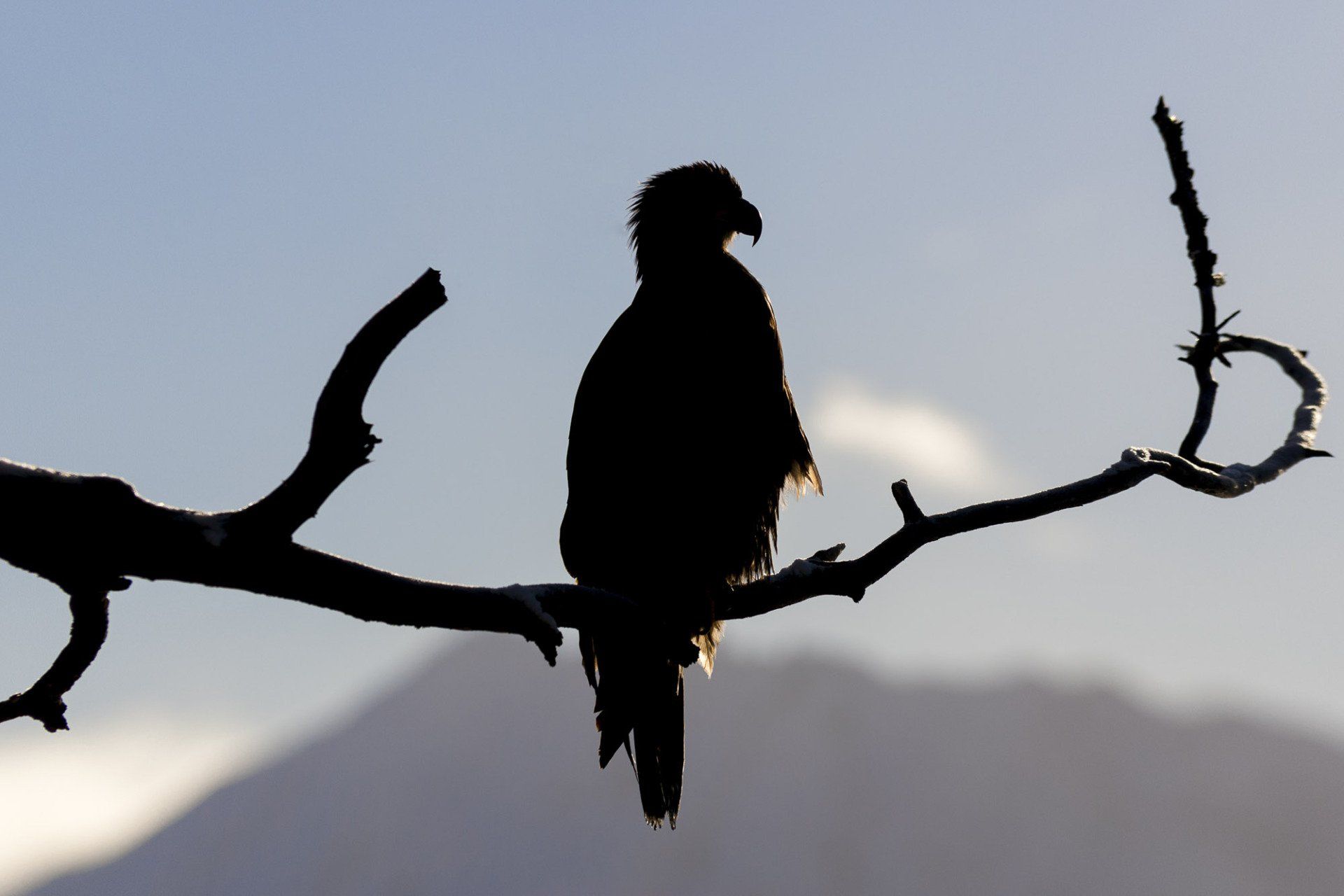 silhouette d'un pygargue à tête blanche posé sur un arbre (Alaska) avec des montagne en arrière plan