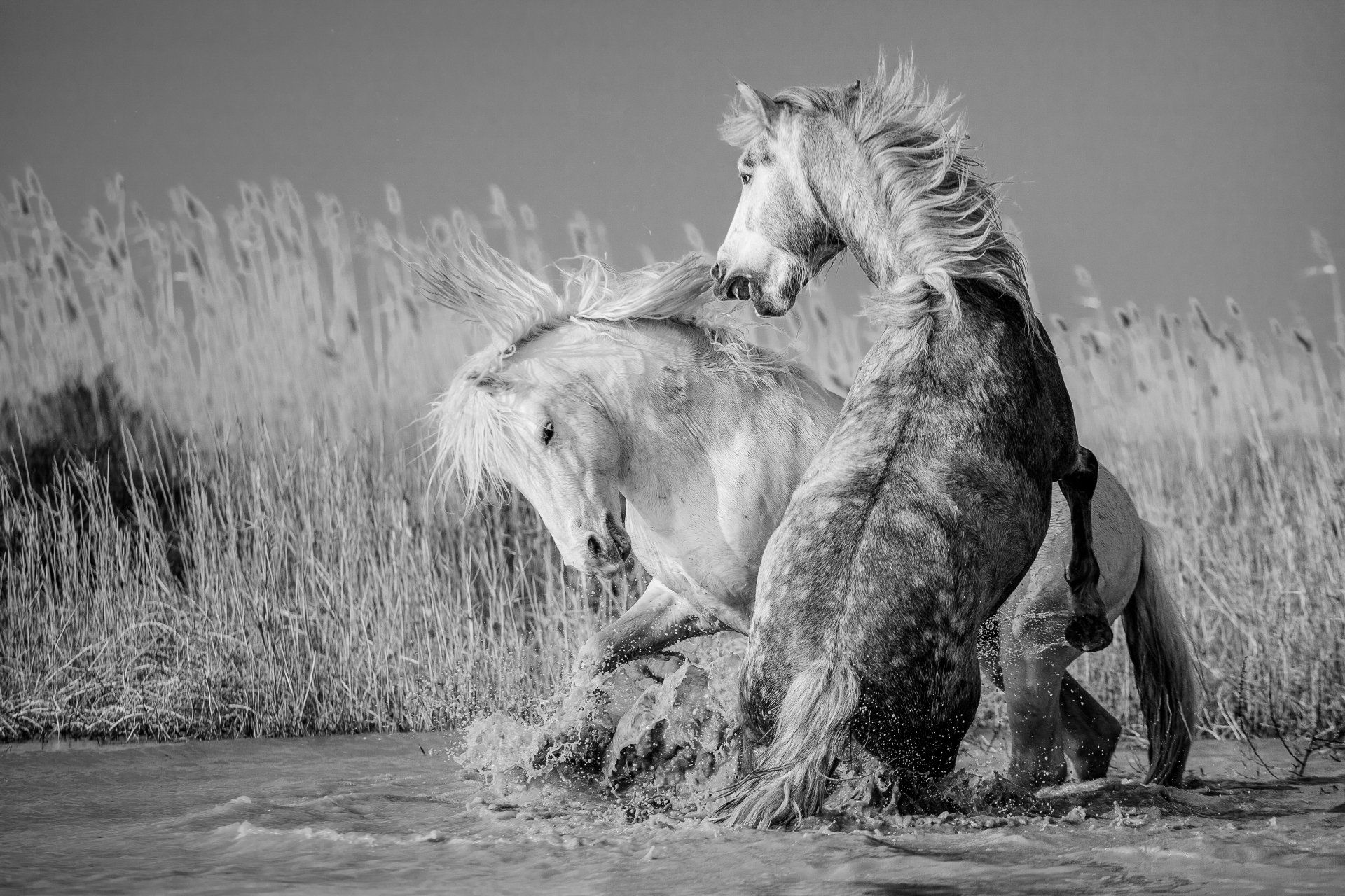 Combat d'étalons camarguais
