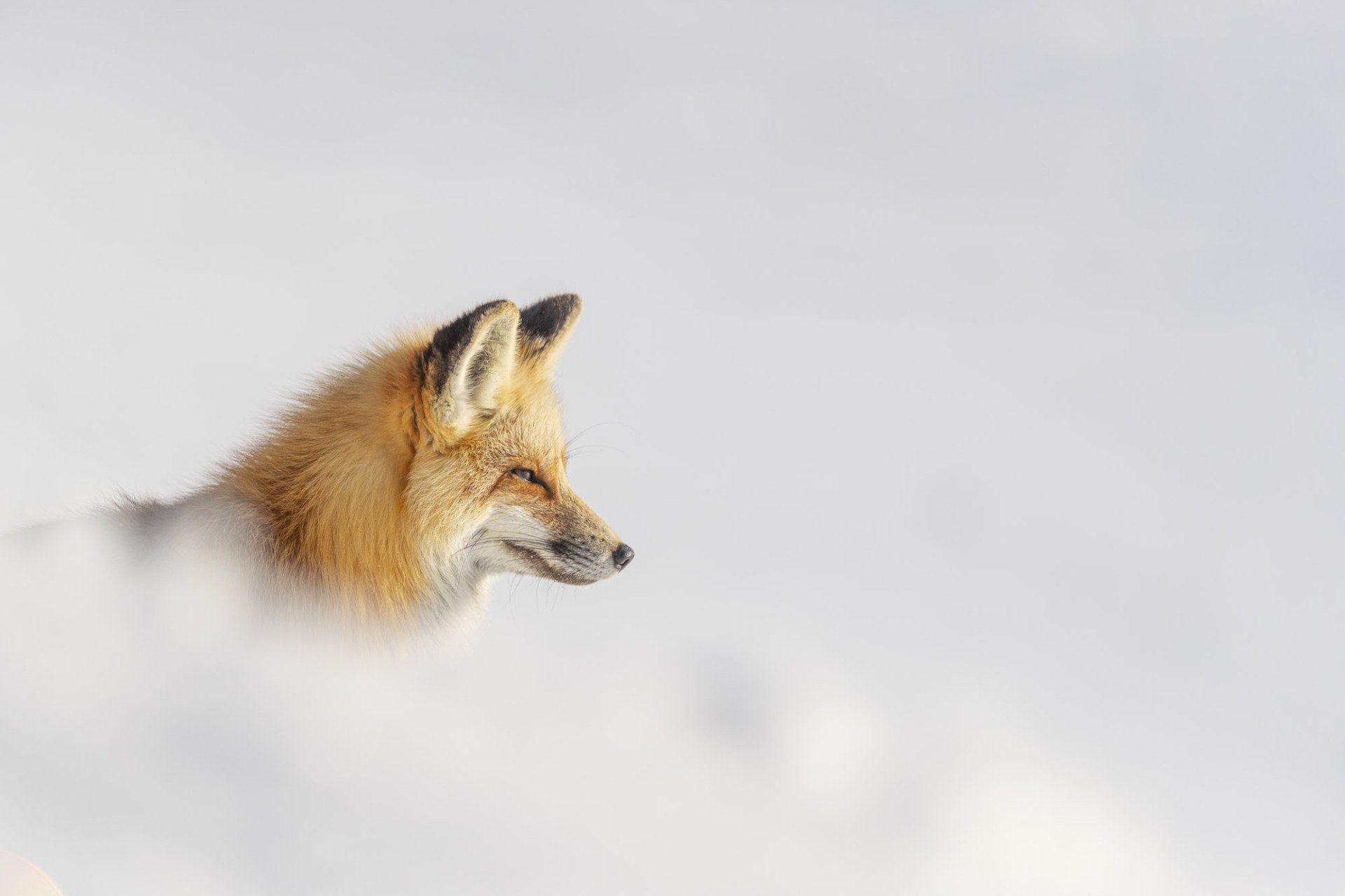 portrait d'un renard roux dans une ambiance hivernale neigeuse