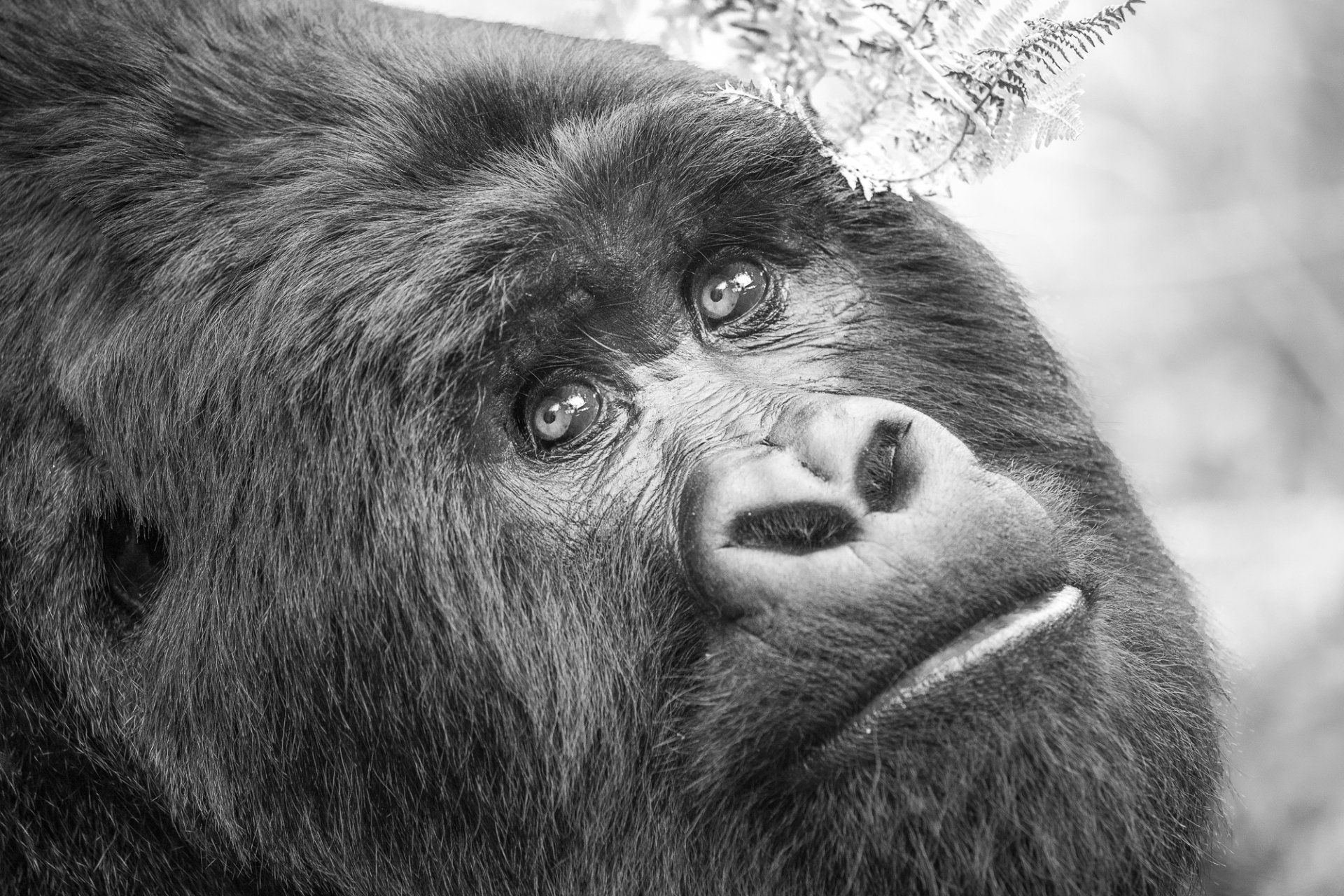 pourquoi la photographie est un art à part entière