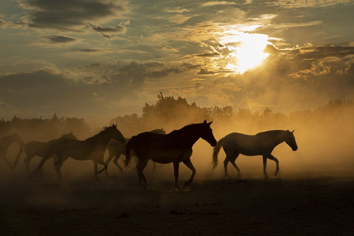 Cette photographie illustre un troupeau de chevaux lusitaniens évoluant dans un terrain poussiéreux au coucher du soleil.