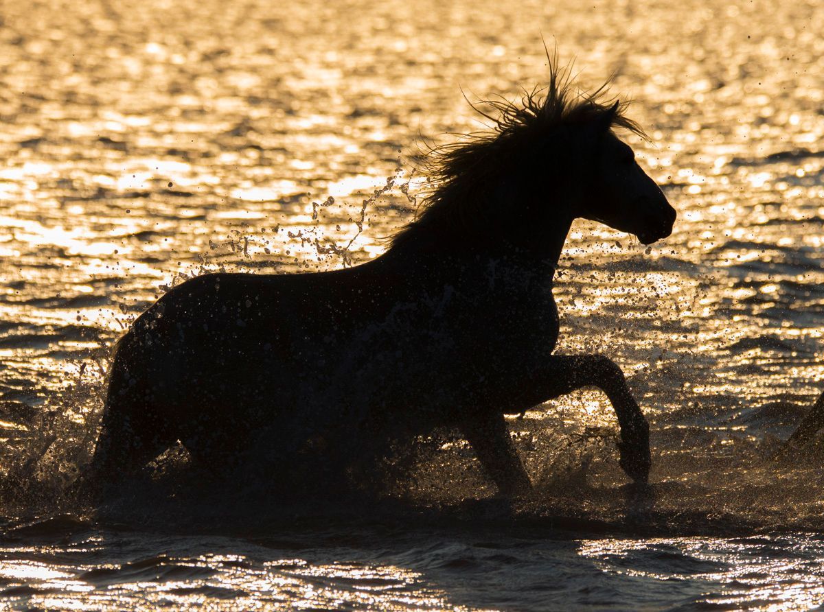 Silhouette d'un cheval camarguais