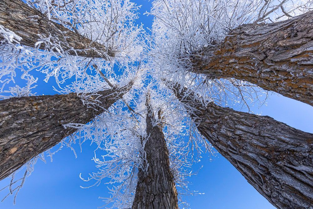 Arbres givrés