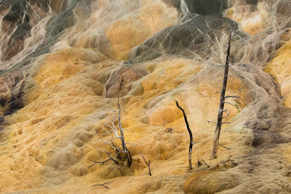 Mammoth - Yellowstone