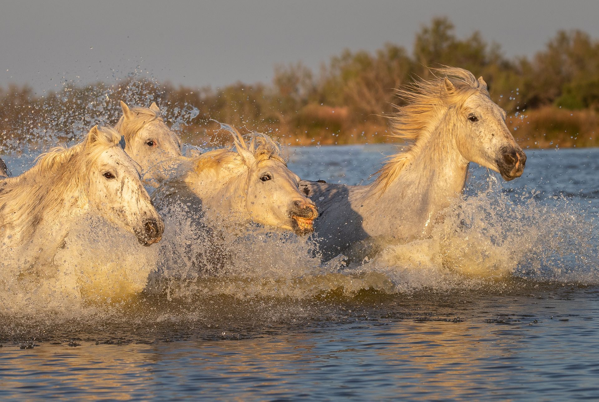 Troupeau de chevaux camarguais galopant dans un marais