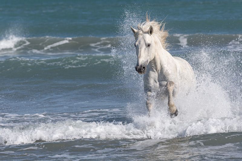 Cheval camarguais galopant dans la mer