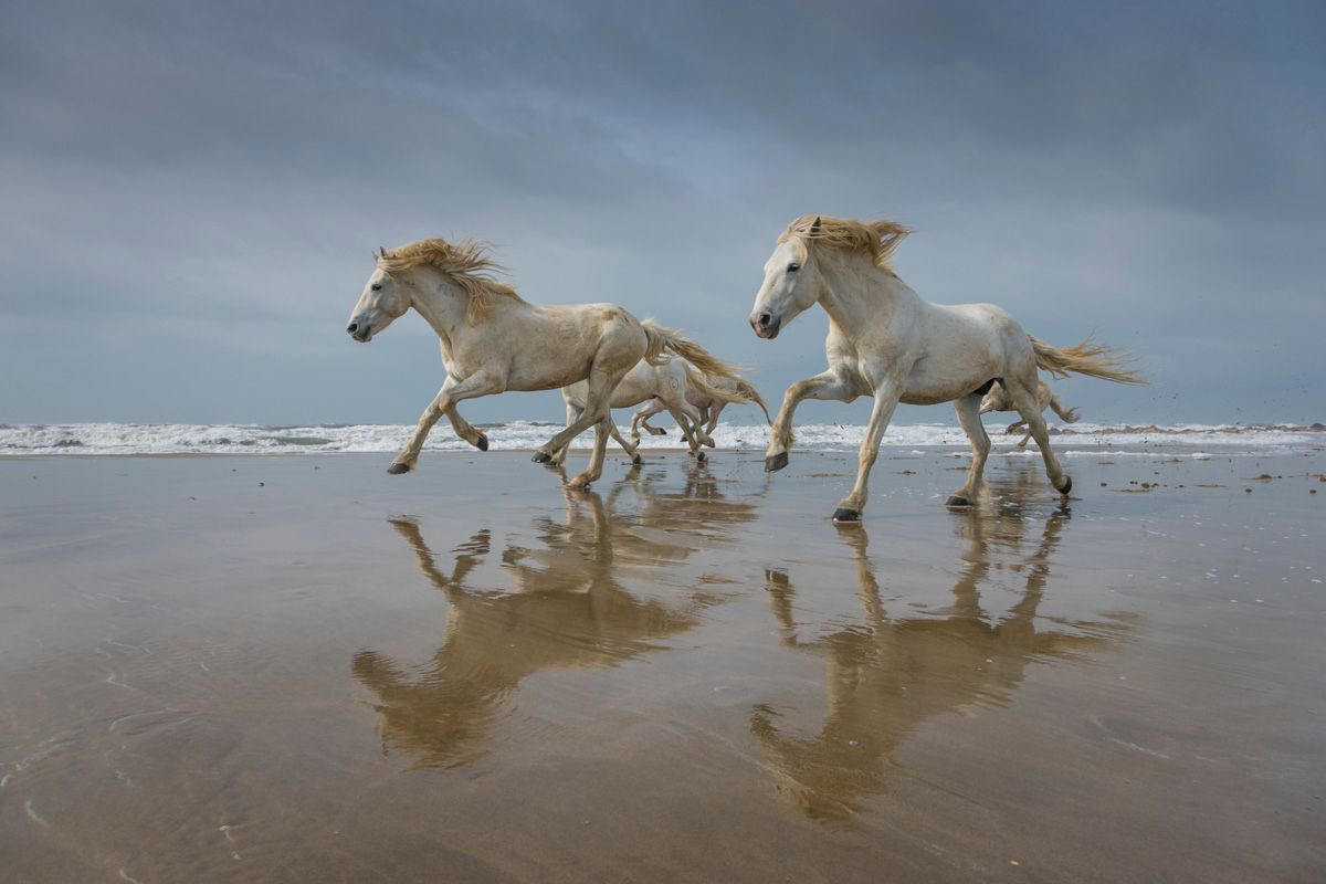 Troupeau de chevaux camarguais galopant sur la plage