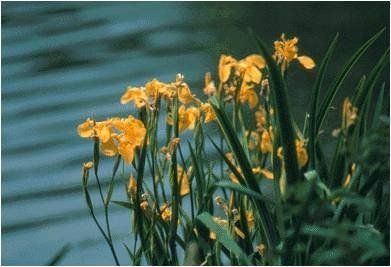 à l'état sauvage, la nature a de quoi nous émerveiller iris d'eau  horizon-spirituel.com