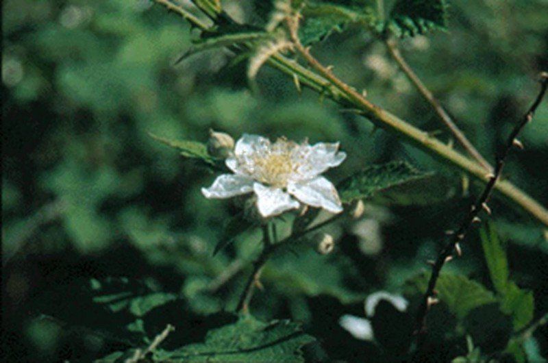 toutes les roses ont des épines ronce sauvage horizon-spirituel.com