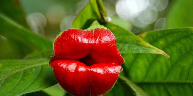 un gros baiser si vous êtes sage psychotria elata horizon-spirituel.com