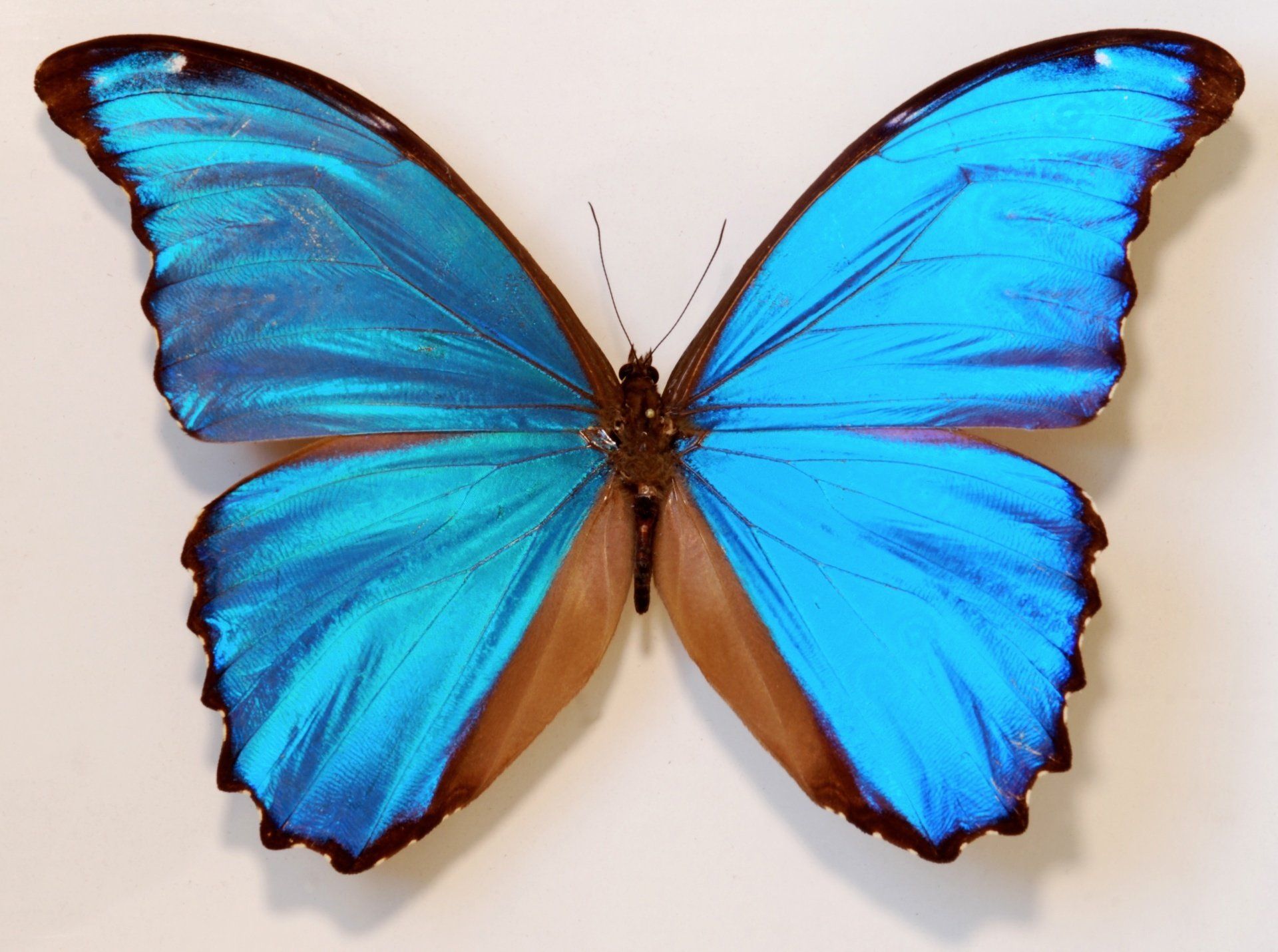 Papillon Giant Blue